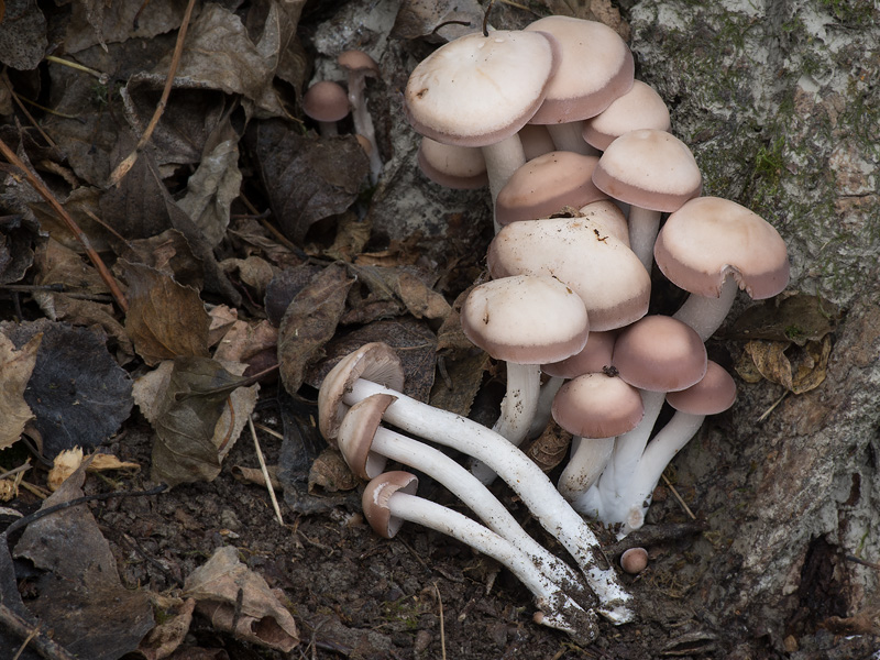 Psathyrella sarcocephala